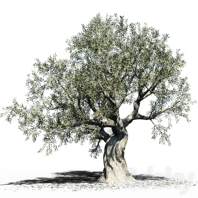 Olive Tree (Europa Olea) # 3